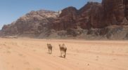 camels-at-wadi-rum